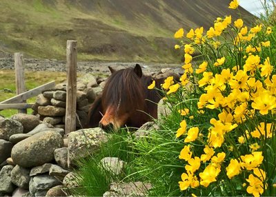 Austurdalur - Nord-Island