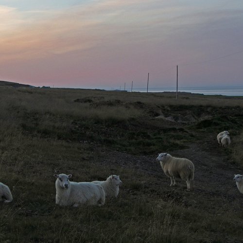 Schafe - Nord-Island
