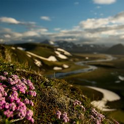 Arktischer Thymian - Landmannahellir